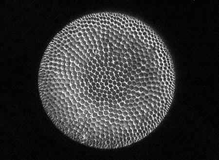 [diatoms diatom image images]