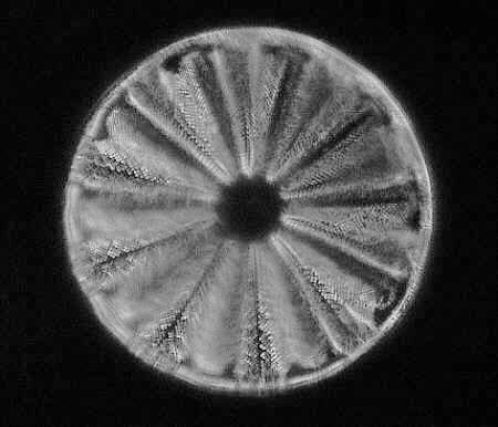 [diatoms diatom image images diatomeen fotos]